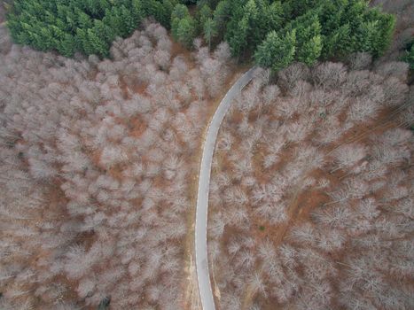 Beautiful Aerial view of  an empty road in the forest