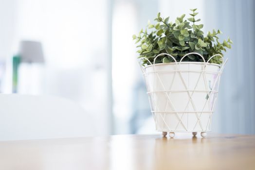 Indoor plant into white flowerpot on wooden table