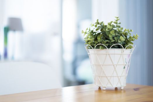 Indoor plant into white flowerpot on wooden table