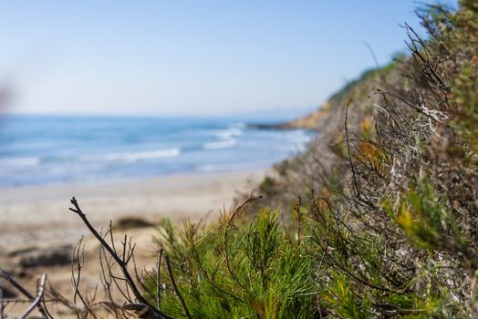 Close up of green plants near seashore in sunny day