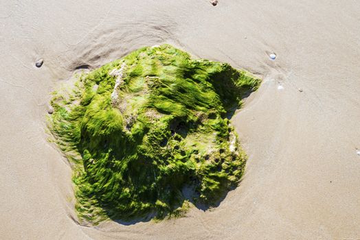 Green seaweed on rock as the tide goes down at the beach