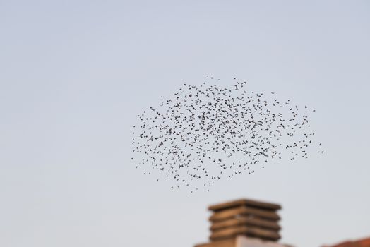 Birds flying in migration over a chimney