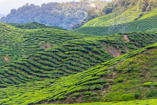 Green tea plantations of Cameron Highlands in Malaysia. Nature, travel and tourism.