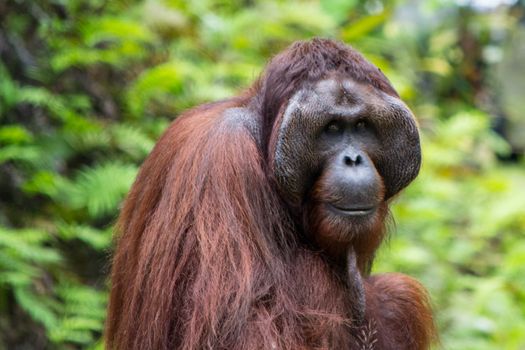 Orangutan, adult male, close-up of face and hair in the nature of Borneo, Malaysia (Sarawak Kuching region). Animal Wildlife.