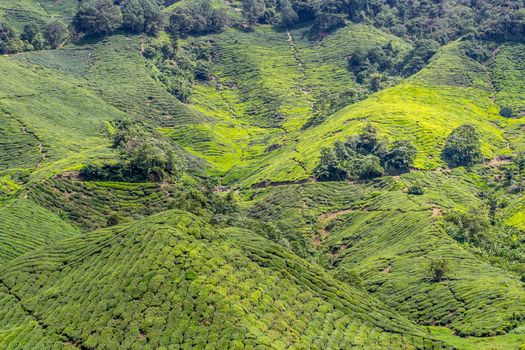 Green tea plantations of Cameron Highlands in Malaysia. Nature, travel and tourism.