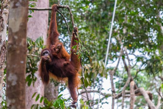 Orangutan hanging in a tree in the jungle of Borneo, holding a baby. Animal Wildlife.