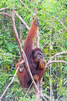 Orangutan hanging in a tree while eating. Animal Wildlife.