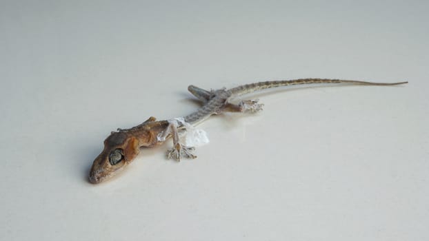 Close-up images of Asia little small home lizard which dead for long time untill body become a mortal or mummified by times and all of bones and skin change to carcass or ash and macro shot on white floor.