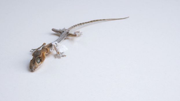 Close-up images of Asia little small home lizard which dead for long time untill body become a mortal or mummified by times and all of bones and skin change to carcass or ash and macro shot on white floor.