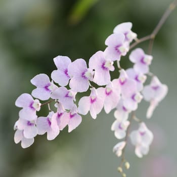 Soft purple wild orchid plant