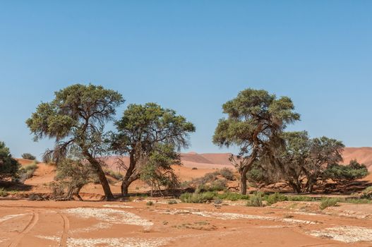 Large camelthorn trees at Sossusvlei in Namibia. Vehicle tracks are visible