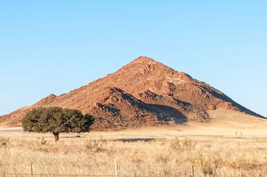 Landscape, with a tree and mountain, on road D707 near Koiimasis