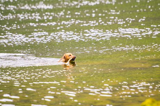 The dog is playing with a stick in the water. A dog swims in a river on the shore.