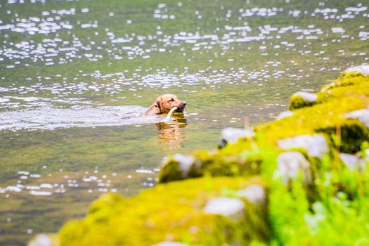 The dog is playing with a stick in the water. A dog swims in a river on the shore.