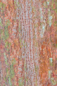 tree bark nature texture pattern wood background