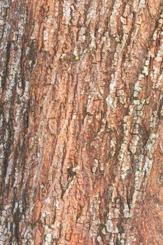 tree bark nature texture pattern wood background