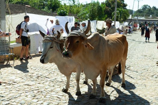 Manaca Iznaga, Cuba - 4 February 2015: Cows traditional domestic animals
