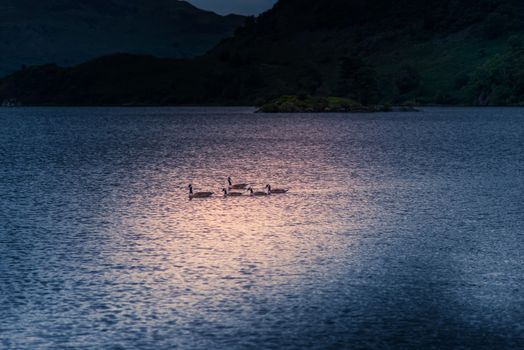 Ducks in one of the lakes in the Lake District