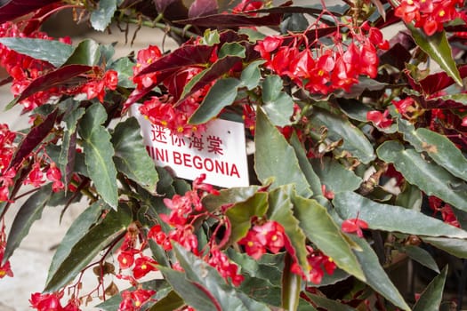 Mini begonia flower bed with label written in English and Malay