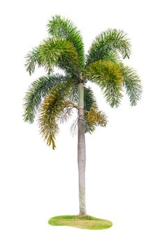 Palm tree Ornamental plants  beautiful on white background