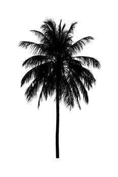 coconut tree silhouettes beautiful on white background