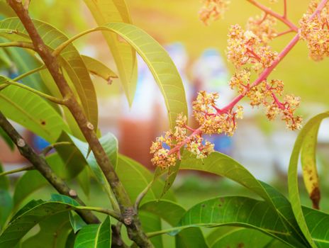 Close up Mango flower blooming at summer garden agriculture