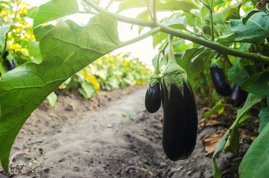 Dark ripe eggplant fruits hang from the bush. Agriculture, farm. Growing fresh organic vegetables on the farm. Food production. Solanum melongena L. Agroindustry and agribusiness. Selective focus