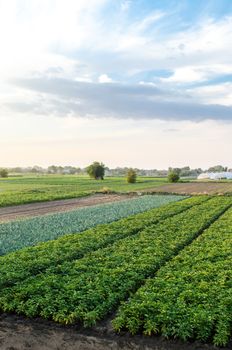 Landscape of green potato bushes plantation. Growing food on farm. Agroindustry and agribusiness. Wonderful european summer countryside landscapes. Aerial view Beautiful countryside farmland.