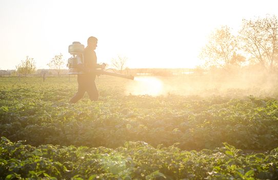 Farmer with a mist sprayer on a morning plantation. Protection and care. Use of industrial chemicals to protect crops from insects. Agriculture and agribusiness. Harvest processing