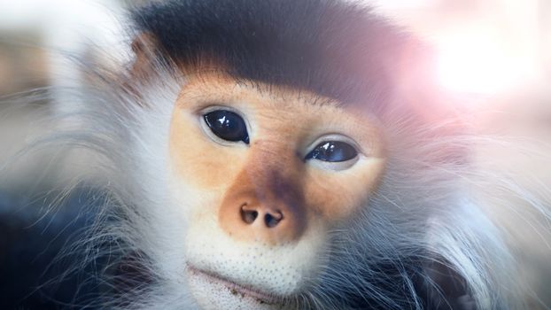 Close-up images of Red-shanked douc langur or Pygathrix nemaeus which is a kind of wild life Primates monkey and mostly can be found in Vietnam, Laos or Thailand plateau or rain forest 