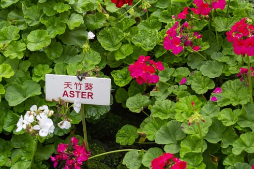Aster flowerbed with label written in English and Malay.