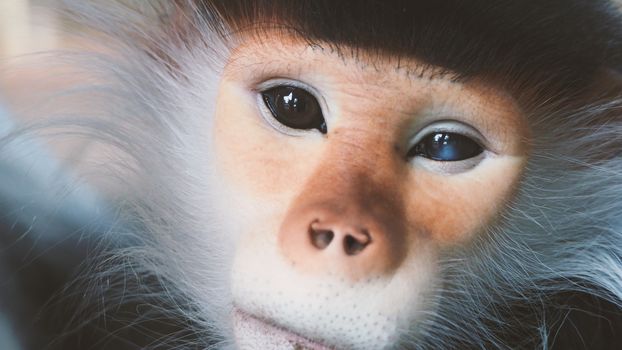 Close-up images of Red-shanked douc langur or Pygathrix nemaeus which is a kind of wild life Primates monkey and mostly can be found in Vietnam, Laos or Thailand plateau or rain forest 