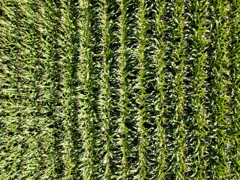 Corn field top down aerial view in summer, green vegetal texture, agriculture concept