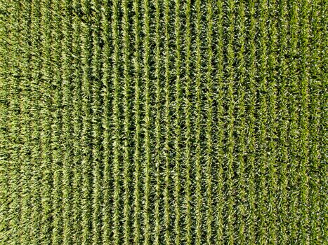 Corn field top down aerial view in summer, green vegetal texture, agriculture concept