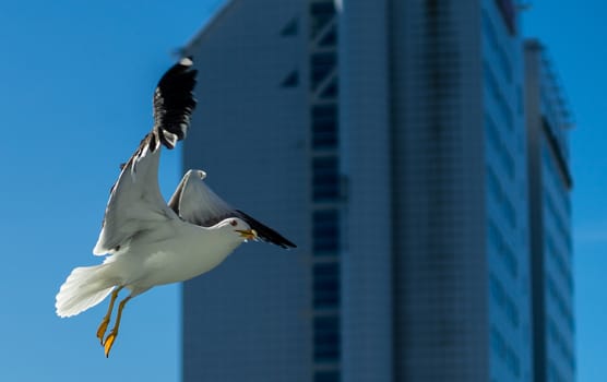 White sea gull in the background of a skyscraper.