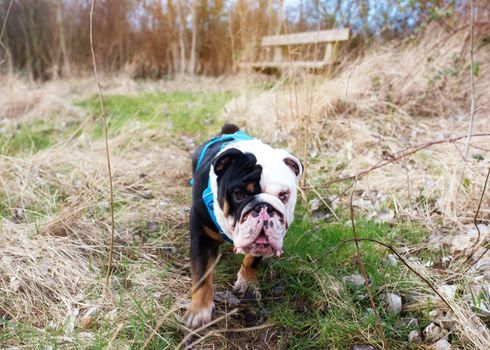 Black and white English Bulldog Dog with tongue out for a walk looking up sitting in the grass