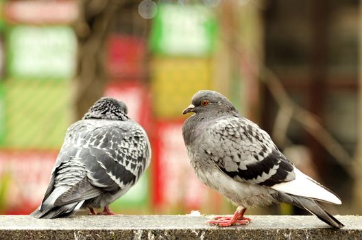 Big grey pigeons on the fence