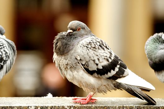 Big grey pigeon on the fence