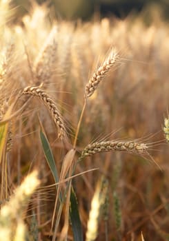 three wheat spikelets on field in summer