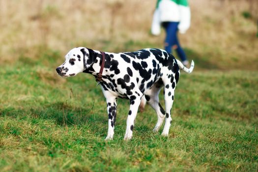 Dalmatian out for a walk looking at side and running in the park