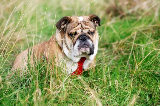 Red English/British Bulldog Dog with tongue out for a walk looking up sitting in the grass