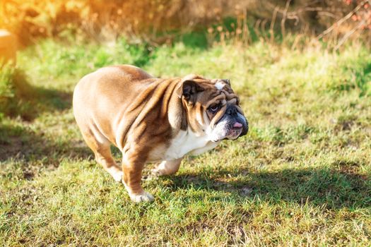 Red English Bulldog with tongue out for a walk running up in the park