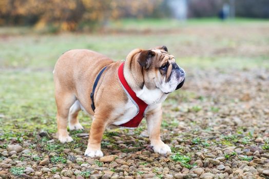 Red English Bulldog Dog out for a walk looking at the side in the park