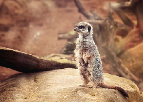 Meerkat on the lookout in ZOO