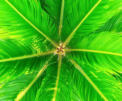 Full frame abstract background with green cycads leaves.