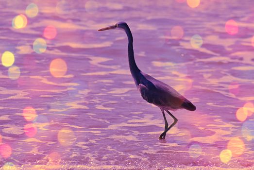 A bird standing next to a body of water. High quality photo