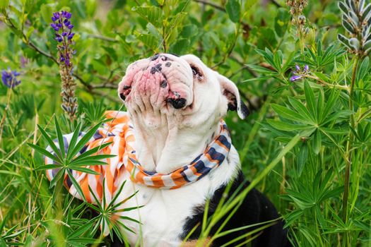 Black and white English Bulldog wearing a scarf out for a walk sitting in the grass