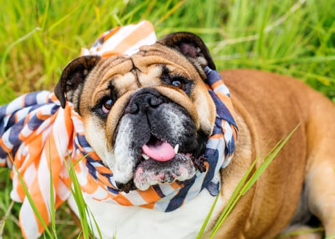 Closeup of portrait of Red English Bulldogs in orange scarf out for a walk in the countrysid