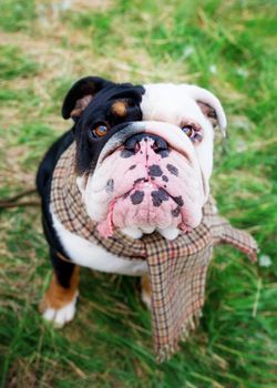 Black and white English Bulldog wearing a scarf out for a walk sitting in the grass