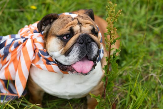 Closeup of portrait of Red English Bulldogs in orange scarf out for a walk in the countrysid